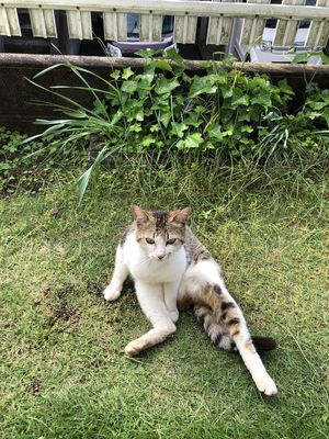 neko3.jpg